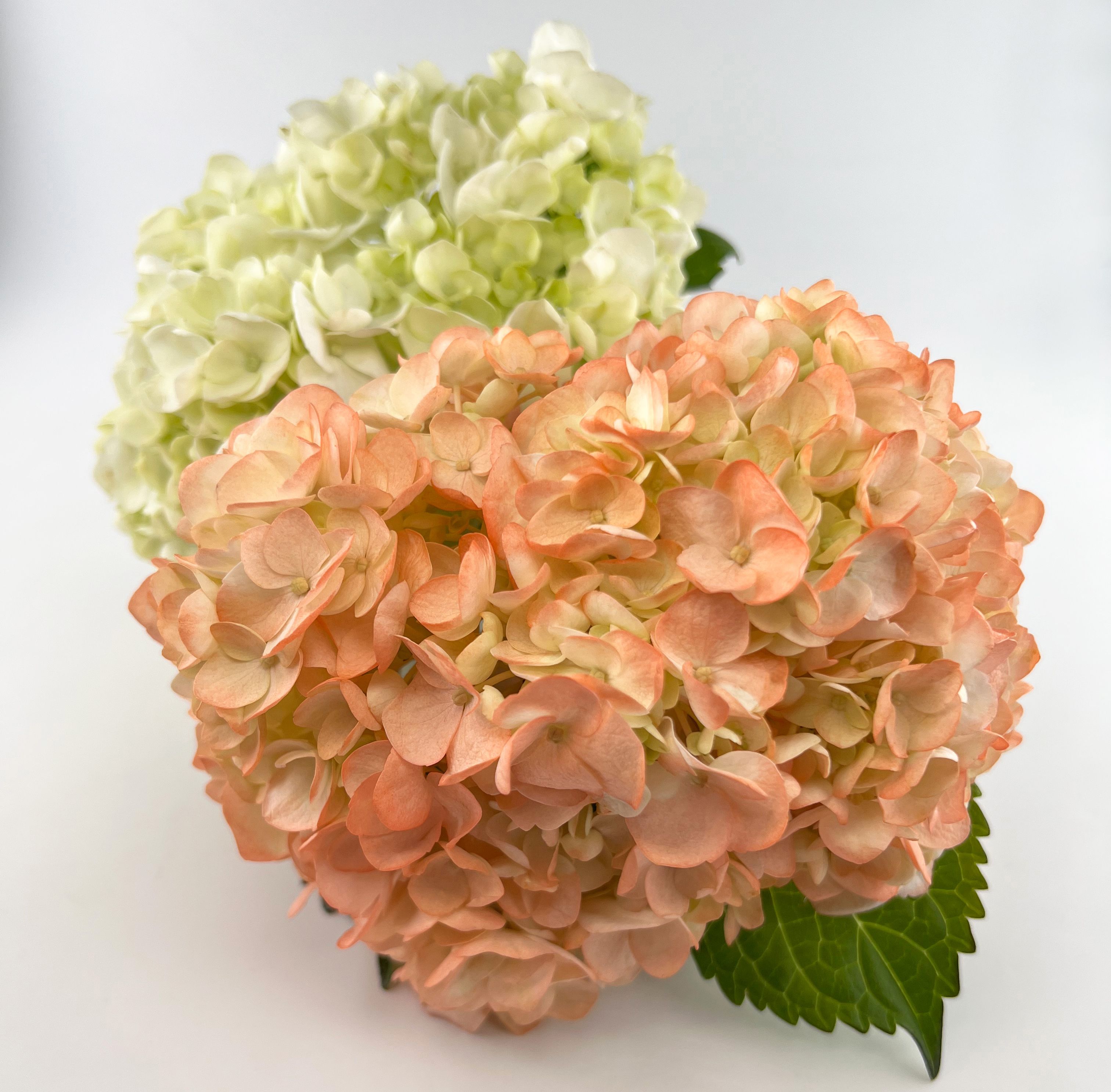 141 Coral Charming on Wht Hydrangea.